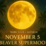 2025 Beaver Supermoon rising over palm trees on November 5