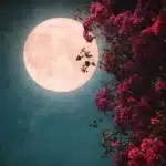 Spiritual Meaning of the Pink Moon